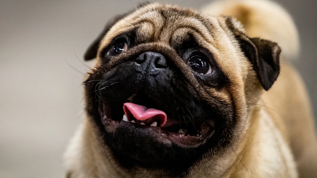 Nieuwe Europese wet legt regels bescherming honden en katten vast