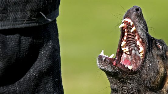 Hagenaar mag vijf jaar geen honden houden nadat hij Amerikaanse bully op jongeren afstuurde