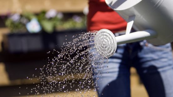 Tuin met deze warmte overdag of 's avonds sproeien? 'Heeft iedere dag water nodig'