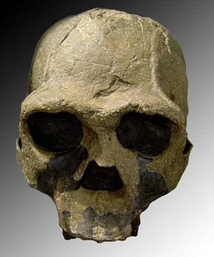 Homo Ergaster