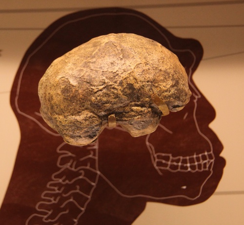 Homo Erectus