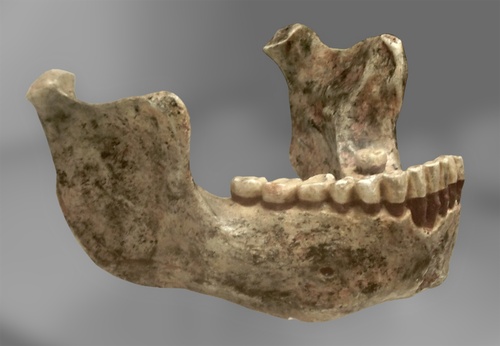 Homo Heidelbergensis