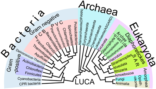 Last Universal Common Ancestor (LUCA)