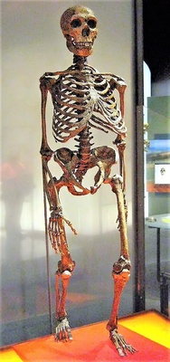 Neanderthaler of Homo neanderthalensis