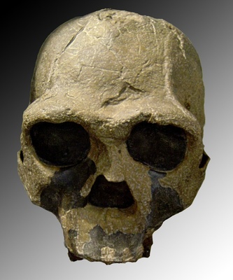Homo Ergaster
