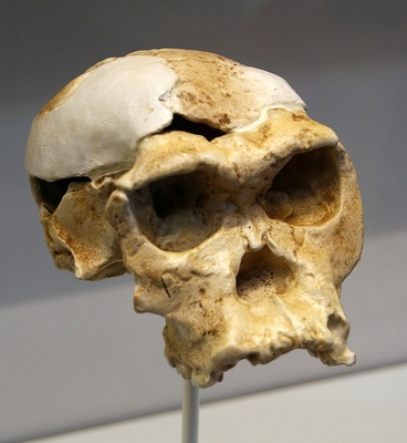 Homo Habilis