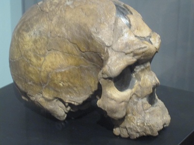 Homo Sapiens